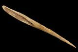 Fossil Shark (Asteracanthus) Dorsal Spine - Morocco #130365-3